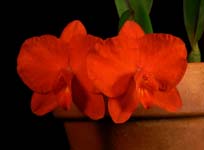 S. coccinea